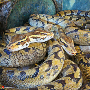 Firefly Burmese pythons 68605