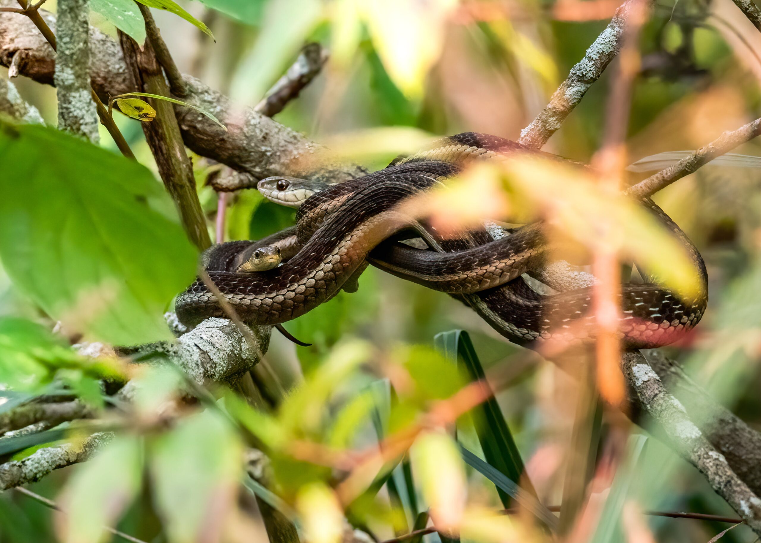 Weirdest Snakes