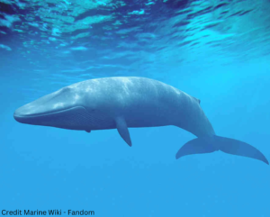 group's DNA originated from fin whales