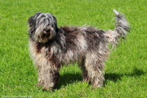 Sheepdog from Bergamasco