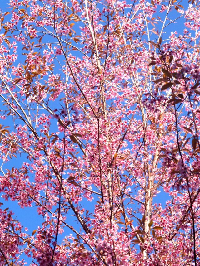 Beautiful Flowers That Bloom in Winter