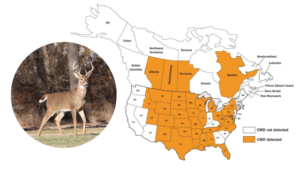 In what way is wasting sickness in deer detectable? What characteristics do deer with CWD have?